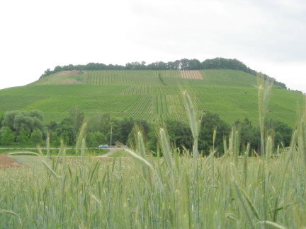 Weinberg von Weinsberg