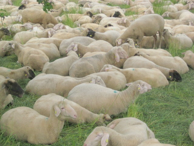 Schafe auf der Deutschlanddurchquerung